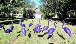 purple20two 1623780515 1 FLAMINGO YARD DISPLAY - PURPLE