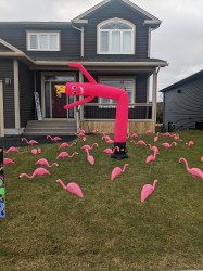 1020Pink20Skydancer20with20Flamingos201 1684325776 PINK FLAMINGO DANCE PARTY