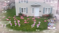 Flamingos 1682873358 FLAMINGO YARD DISPLAY - CORAL
