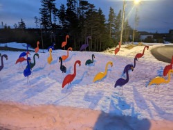 PXL 20230126 103101421.NIGHT 1676471554 FLAMINGO YARD DISPLAY - RAINBOW