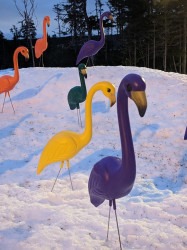 PXL 20230126 103152309.NIGHT 1676471554 FLAMINGO YARD DISPLAY - RAINBOW